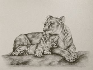 328x248 Lioness Line Drawing Lioness And Cub Drawing Finishes - Lion And Cub Drawing