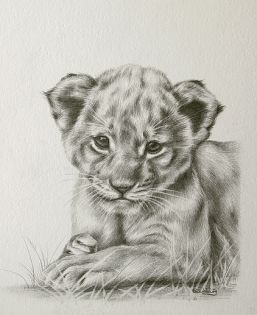 257x315 lioness pencil drawing lion cub drawing tattoos cubs - Lion And Cub Drawing