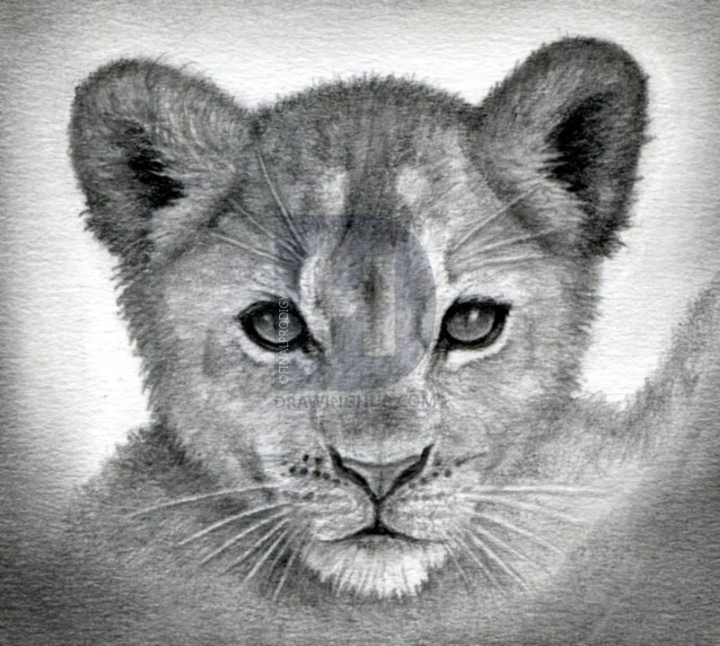 802x720 how to draw a lion cub, lion cubs, step - Lion And Cub Drawing