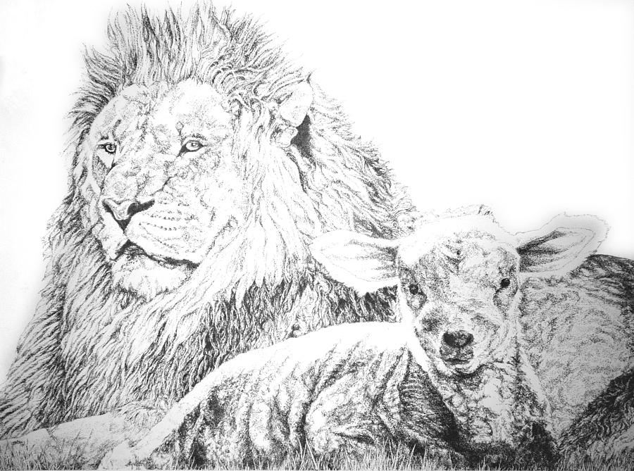 900x669 The Lion And The Lamb Drawing - Lion And Lamb Drawing