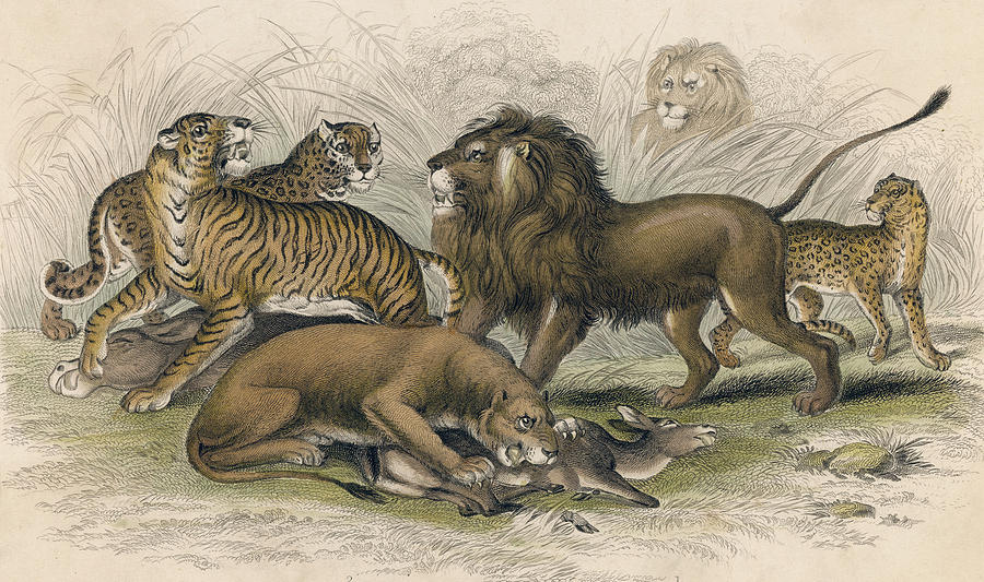 900x533 Asiatic Lion Lioness Bengal Tiger Drawing - Lion And Lioness Drawing