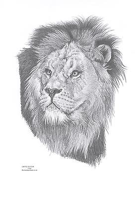 280x400 Lion, Lioness, Lion Cub Art Drawing Prints Available In Sizes - Lion And Lioness Drawing