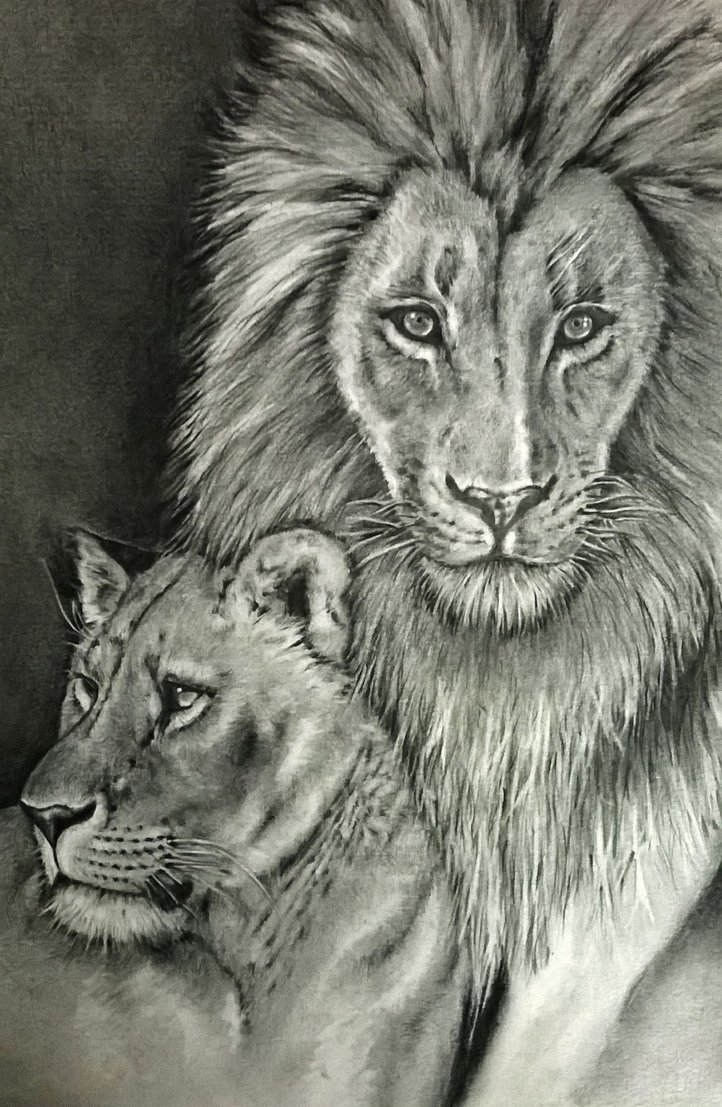 722x1107 Lion Lioness Drawing Bred For The Bullet Steemit - Lion And Lioness Drawing