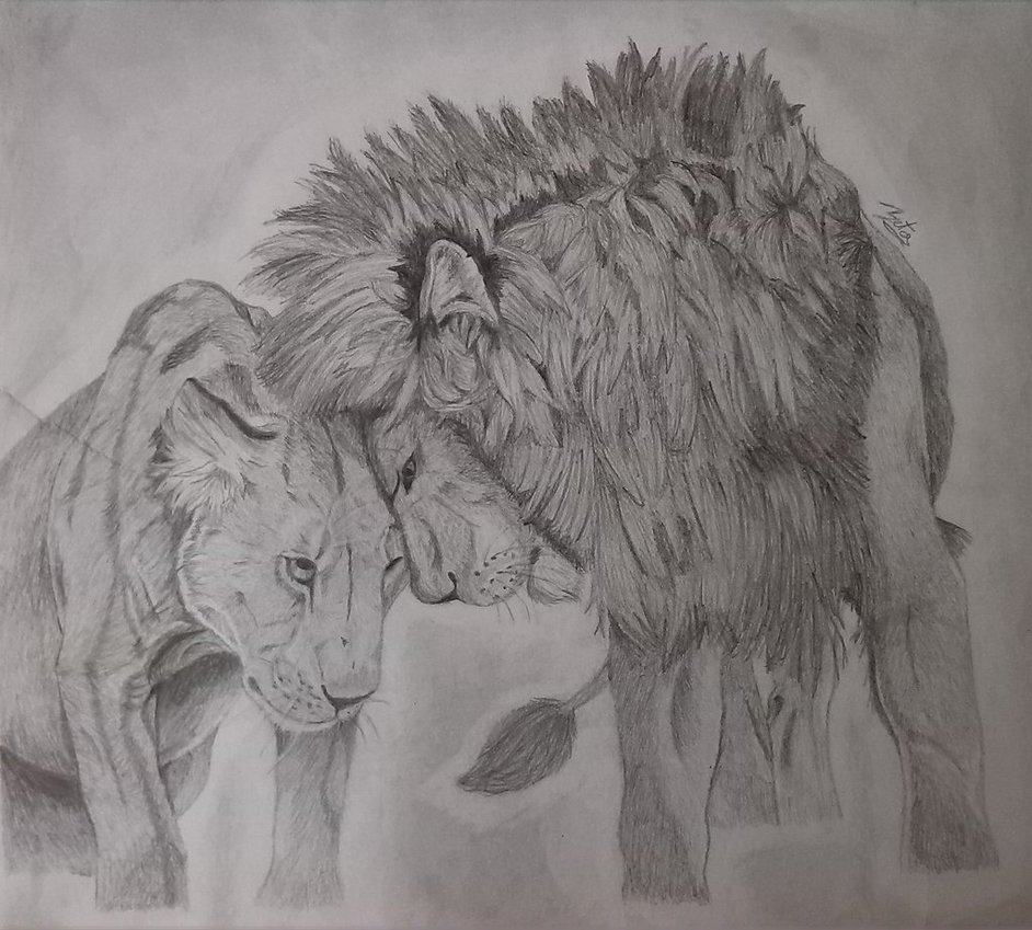 942x849 Lioness Drawing Animal Fight For Free Download - Lion And Lioness Drawing