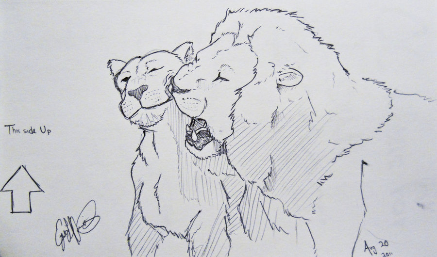 900x530 Lion And Lioness Drawing - Lion And Lioness Drawing