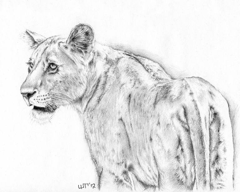 770x616 Lioness Drawing - Lion And Lioness Drawing