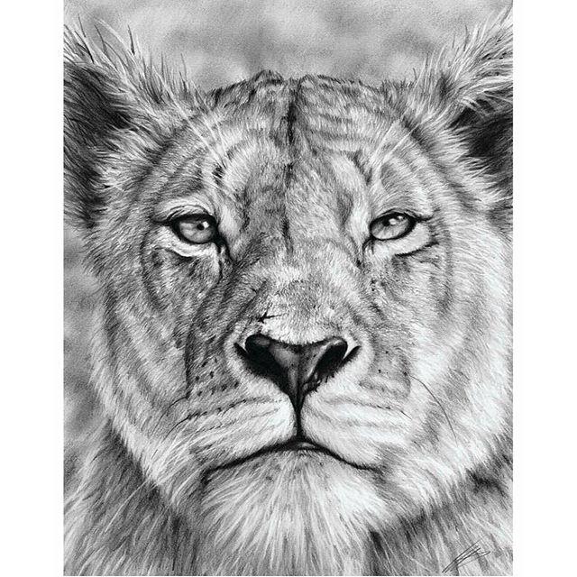 640x640 Lioness Graphite Drawing - Lion And Lioness Drawing