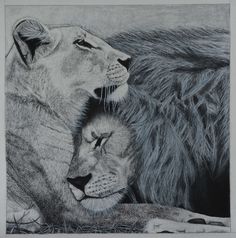 236x238 Best Tattoos Images Pencil Drawings, Color Pencil Drawings - Lion And Lioness Drawing