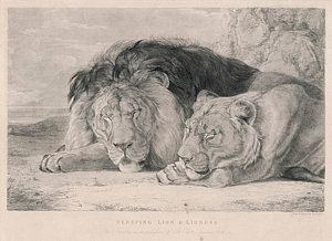 300x218 A Sleeping Lion And Lioness Drawing - Lion And Lioness Drawing