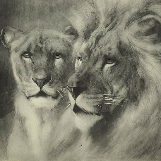 550x550 Amazing Vintage Lion Lioness Portrait Drawing Posters - Lion And Lioness Drawing