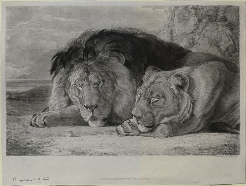 800x604 Ashmolean The Elements Of Drawing, John Ruskin's Teaching - Lion And Lioness Drawing