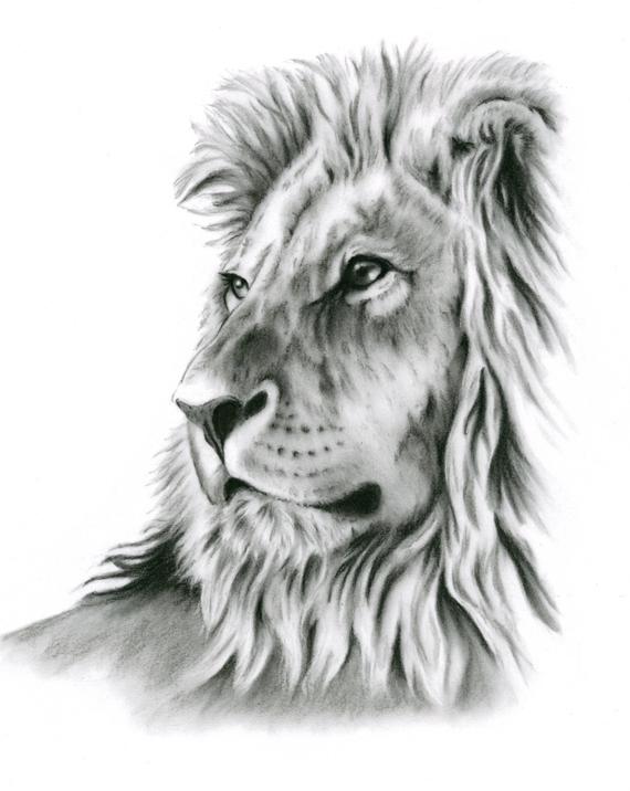 570x716 Charcoal Drawing Charcoal Print Lion Art Lion Drawing Lion Etsy - Lion Art Drawing