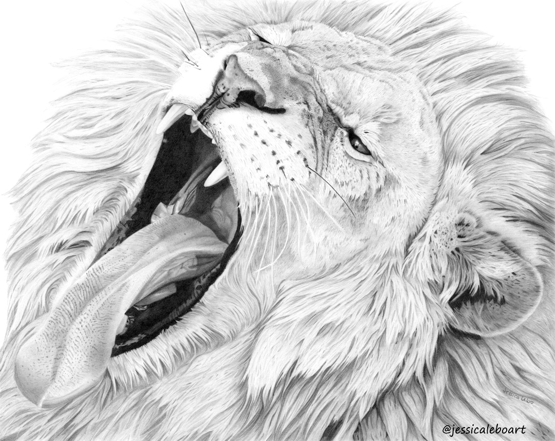 1080x860 Graphite Drawings Jessica Lebo Art - Lion Art Drawing