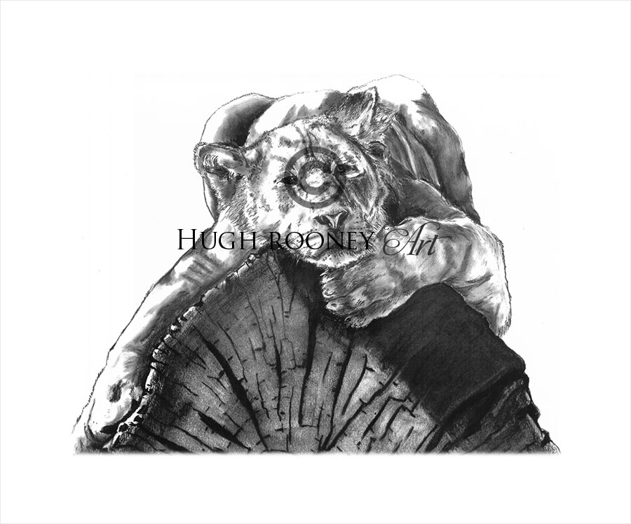 900x748 Young Lion Charcoal Drawing X Hugh Rooney Art - Lion Art Drawing