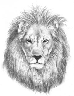 250x322 Lion Drawing Tumblr - Lion Art Drawing