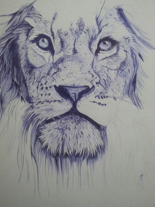 500x667 Ballpoint Lion Uploaded - Lion Art Drawing