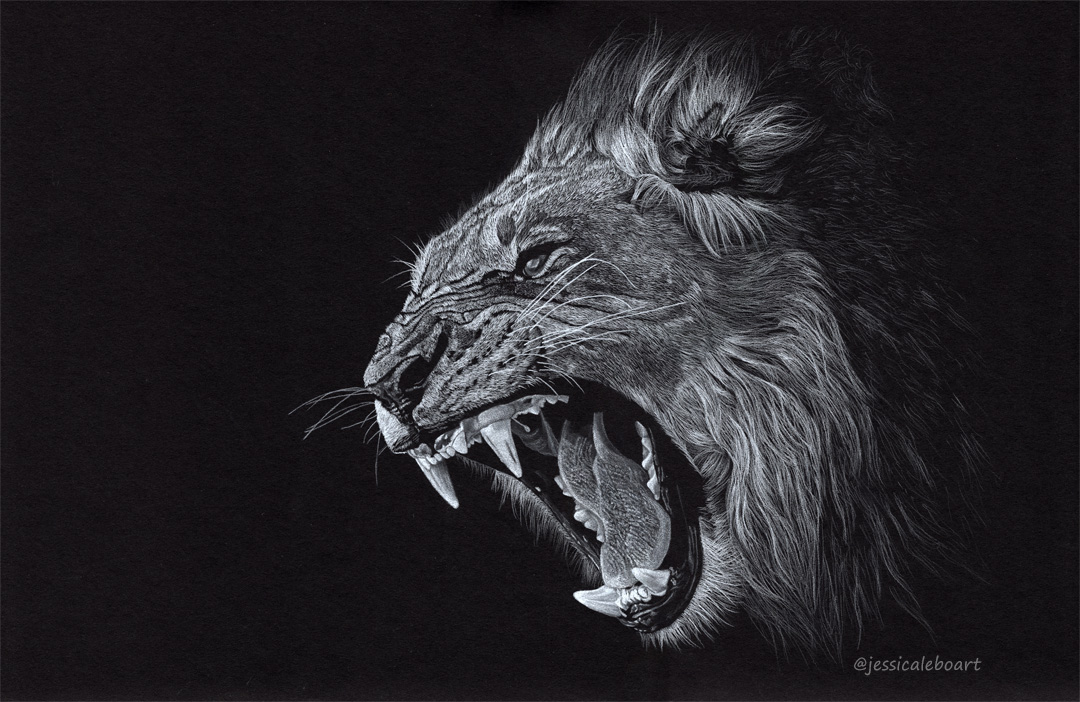 1080x702 Black Paper Drawings Jessica Lebo Art - Lion Black And White Drawing