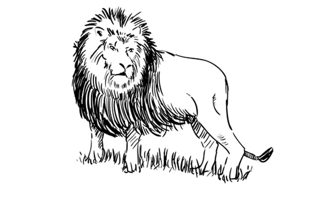 650x400 How To Draw A Lion - Lion Black And White Drawing