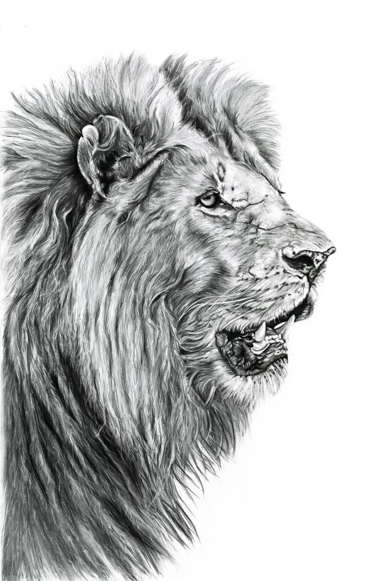 770x1155 Lion Drawing - Lion Black And White Drawing