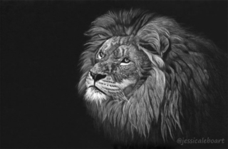 320x209 All Drawings Jessica Lebo Art - Lion Black And White Drawing