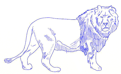 400x244 How To Draw A Lion - Lion Body Drawing