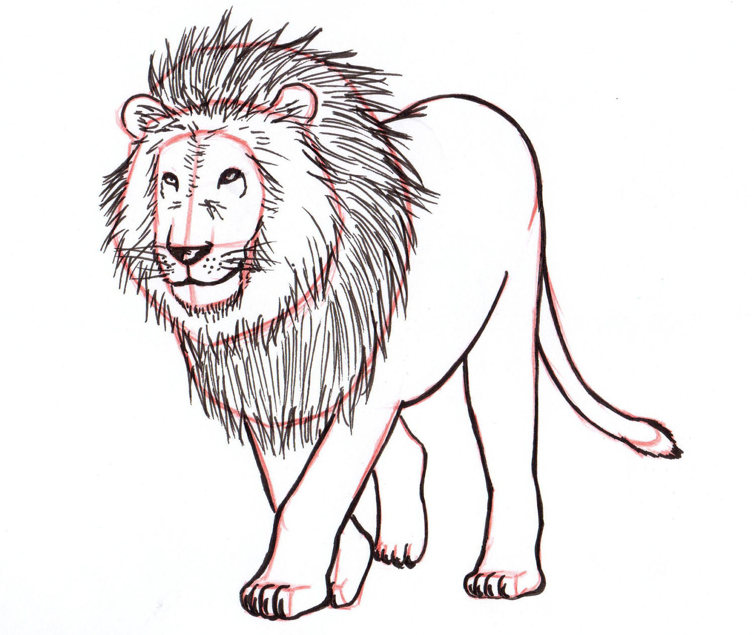 1500x1262 How To Draw A Lion Step - Lion Body Drawing
