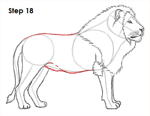 500x386 How To Draw A Lion - Lion Body Drawing