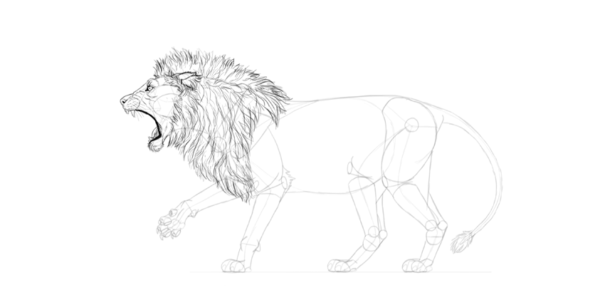 850x414 How To Draw A Roaring Lion Step - Lion Body Drawing
