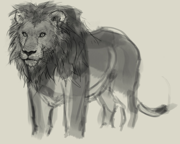 600x482 How To Draw Lion - Lion Body Drawing