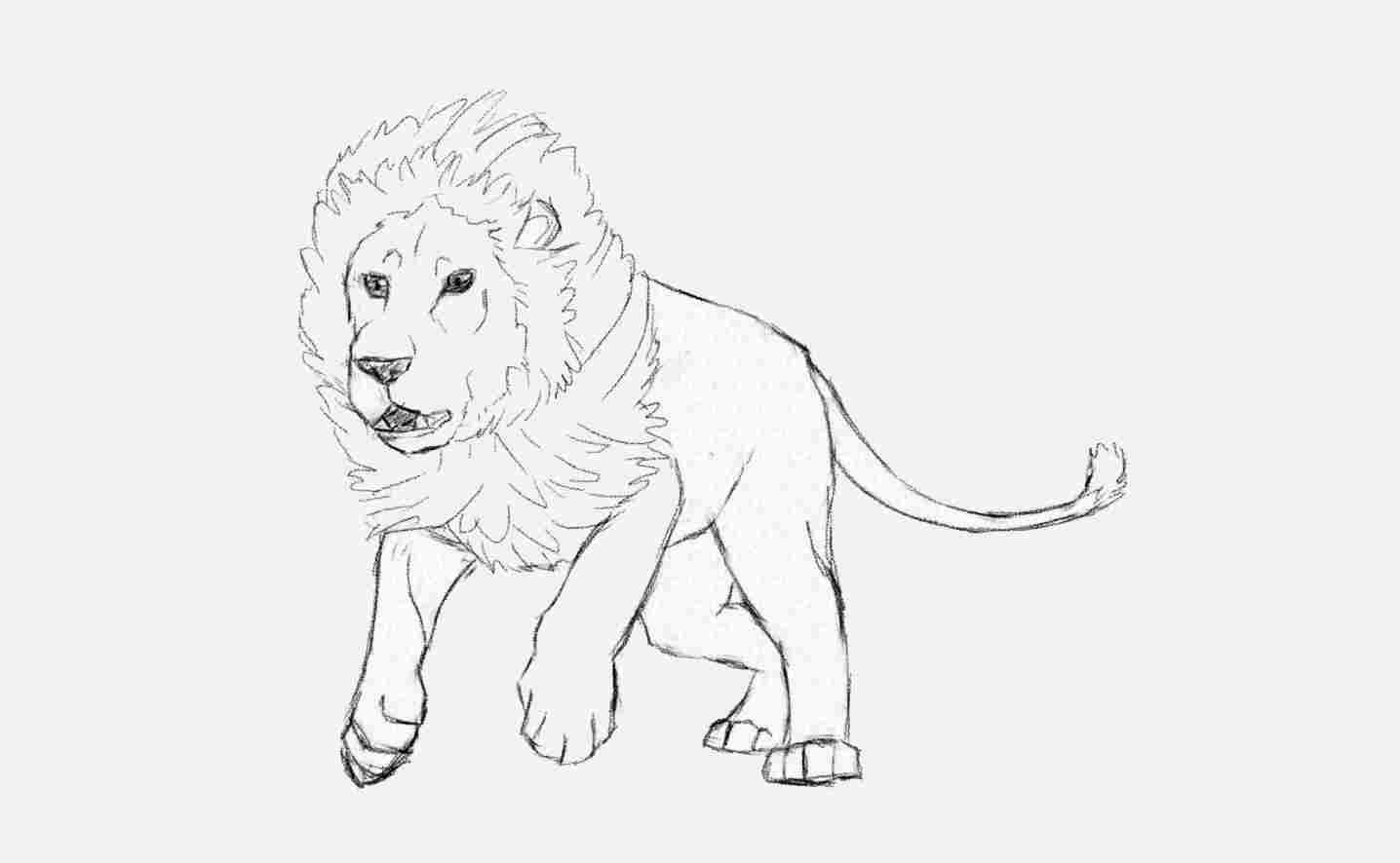 1436x886 How Lion Body Drawing To Draw A Male Running Art Tutorial - Lion Body Drawing