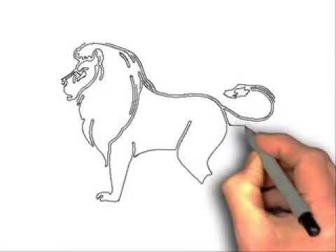 480x360 How To Draw A Lion Full Body - Lion Body Drawing