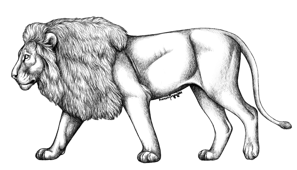 1024x589 Lion Sketch Full Body - Lion Body Drawing