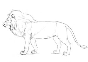300x210 Sketches - Lion Body Drawing