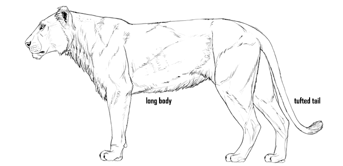 688x334 how to draw big cats lions, tigers, cheetahs, and much more - Lion Body Drawing
