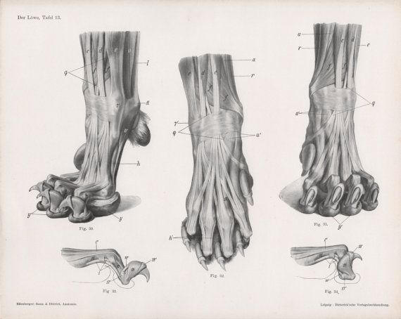 570x454 Image Result For Lion Claw Diagram Animation Project - Lion Claw Drawing