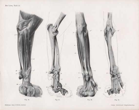 570x452 Lion Anatomy Print Cat Illustration Lion Claws - Lion Claw Drawing