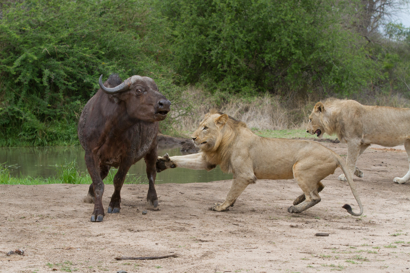 1400x933 The Claws Of A Lion Londolozi Blog - Lion Claw Drawing
