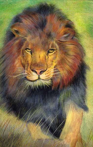 377x595 Custom Pet Portraits - Lion Color Drawing