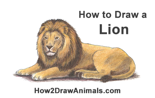 500x315 How To Draw A Lion - Lion Color Drawing