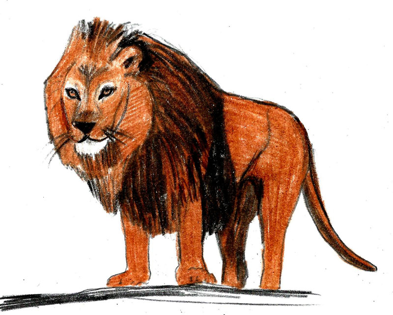 800x640 Ways To Draw A Lion - Lion Color Drawing