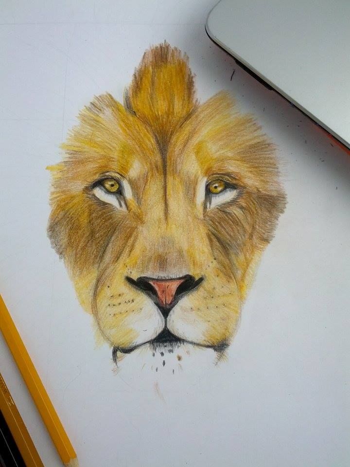 720x960 Drawing - Lion Color Drawing