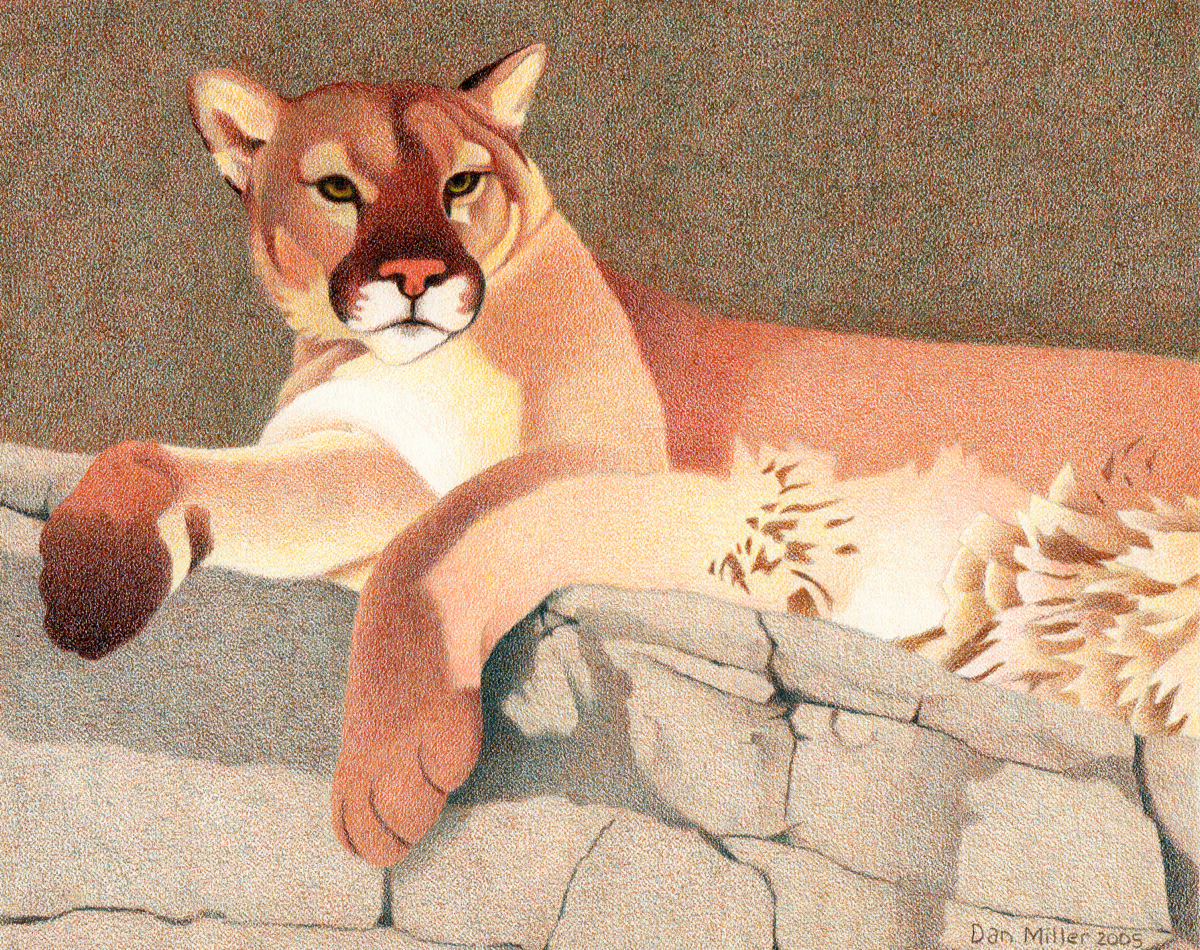 1200x950 Impression Evergreen Mountain Lion - Lion Colour Drawing