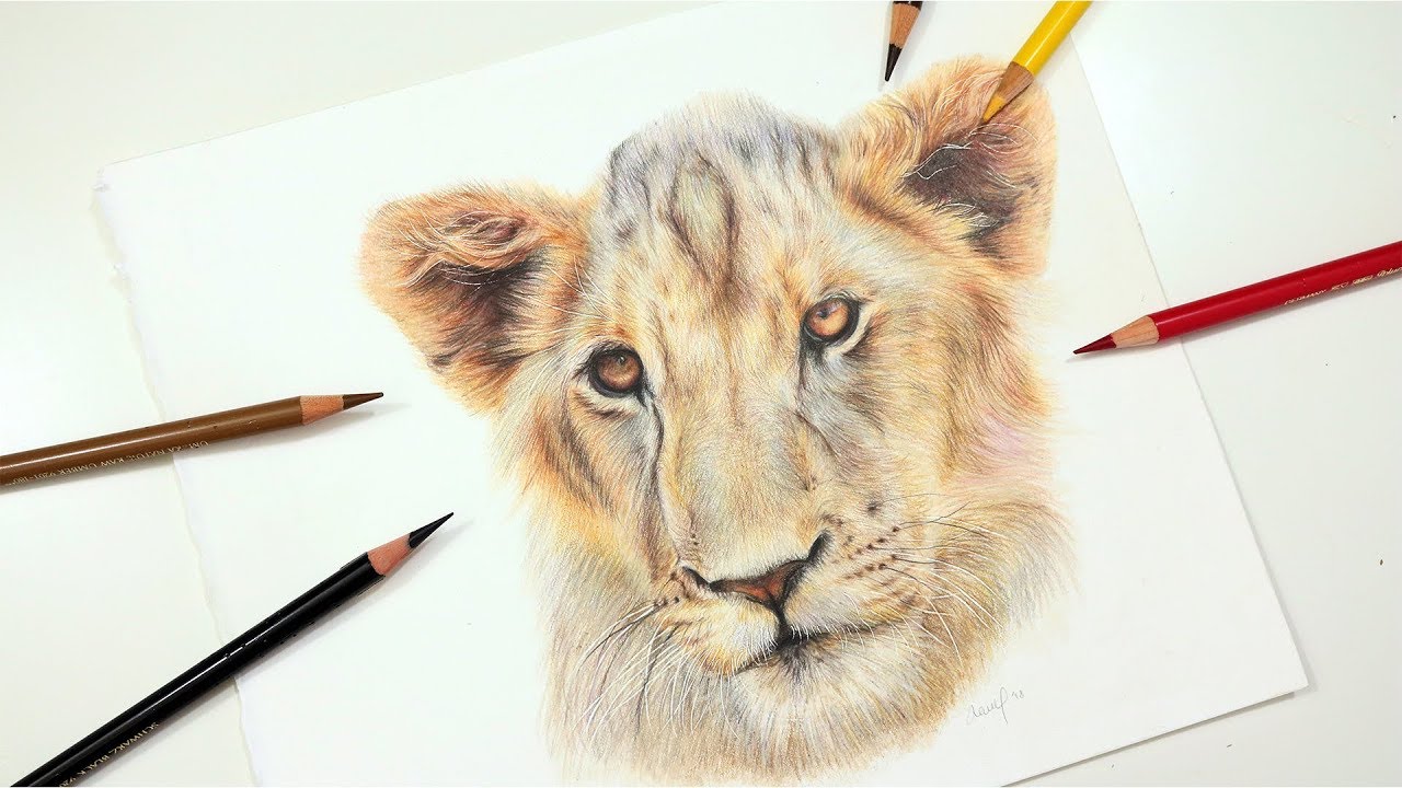1280x720 Learn To Draw A Realistic Lion Using Colored Pencil Drawing - Lion Colour Drawing