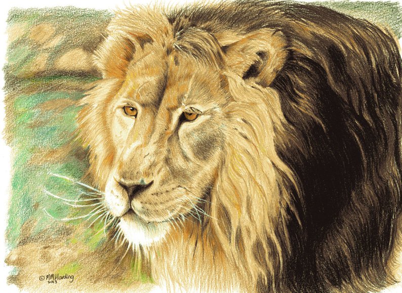 794x579 Lion Drawing Asian Lion Portrait Lion Colored Pencil Drawing Etsy - Lion Colour Drawing