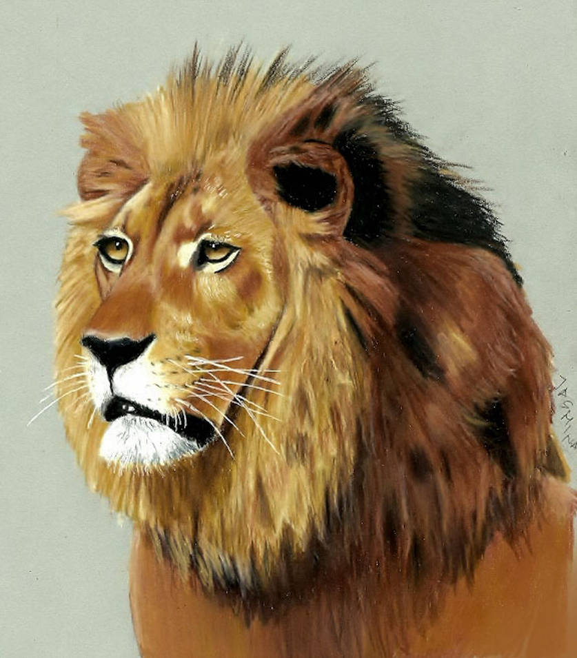 837x955 Lion Colored Pencil Drawing - Lion Colour Drawing