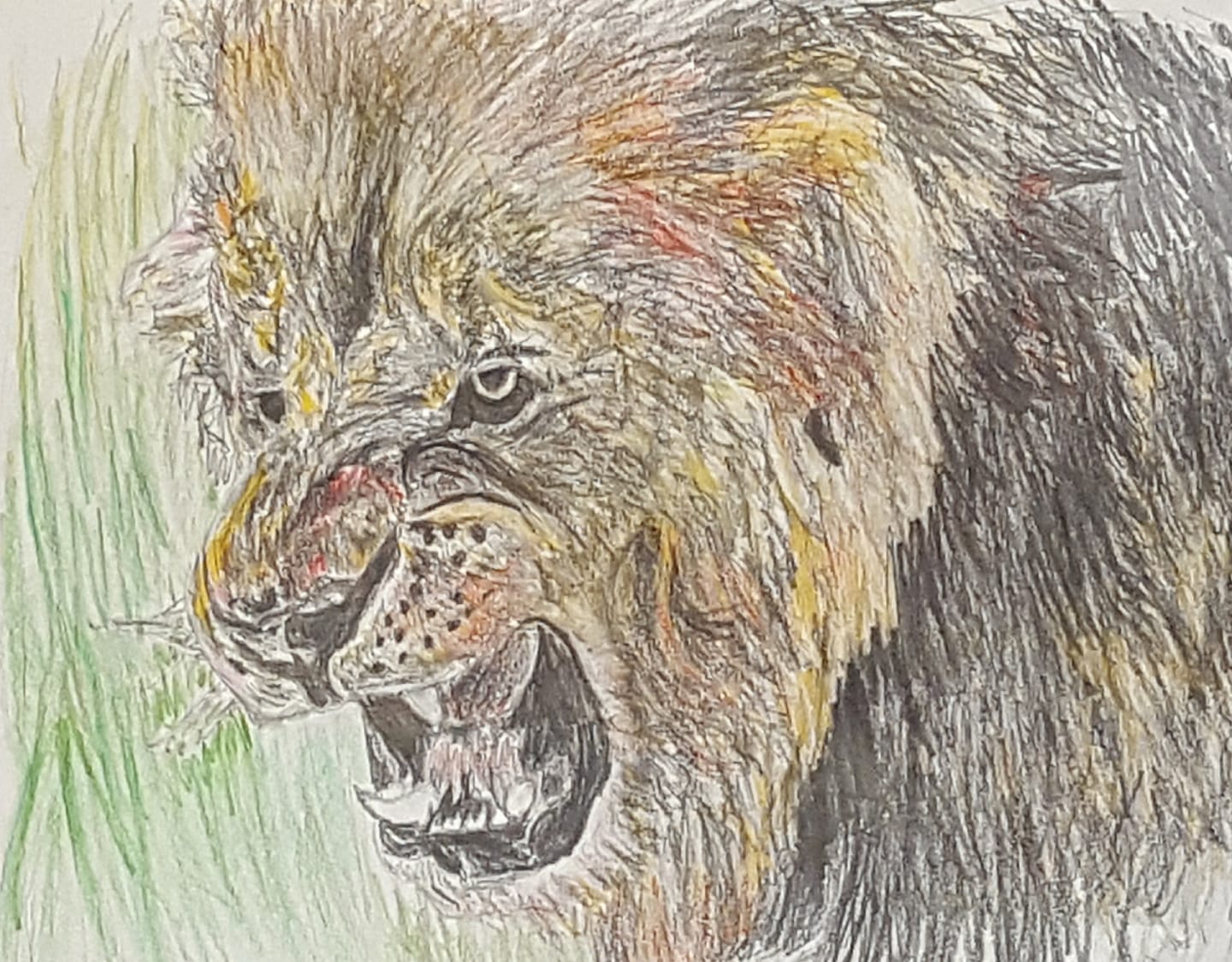 1440x1125 Lion Colored Pencil Drawing Steemit - Lion Colour Drawing