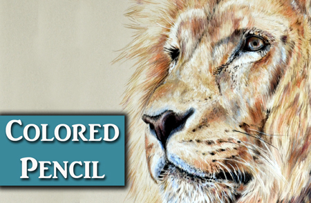 450x294 Lion Colored Pencil Tutorial - Lion Colour Drawing