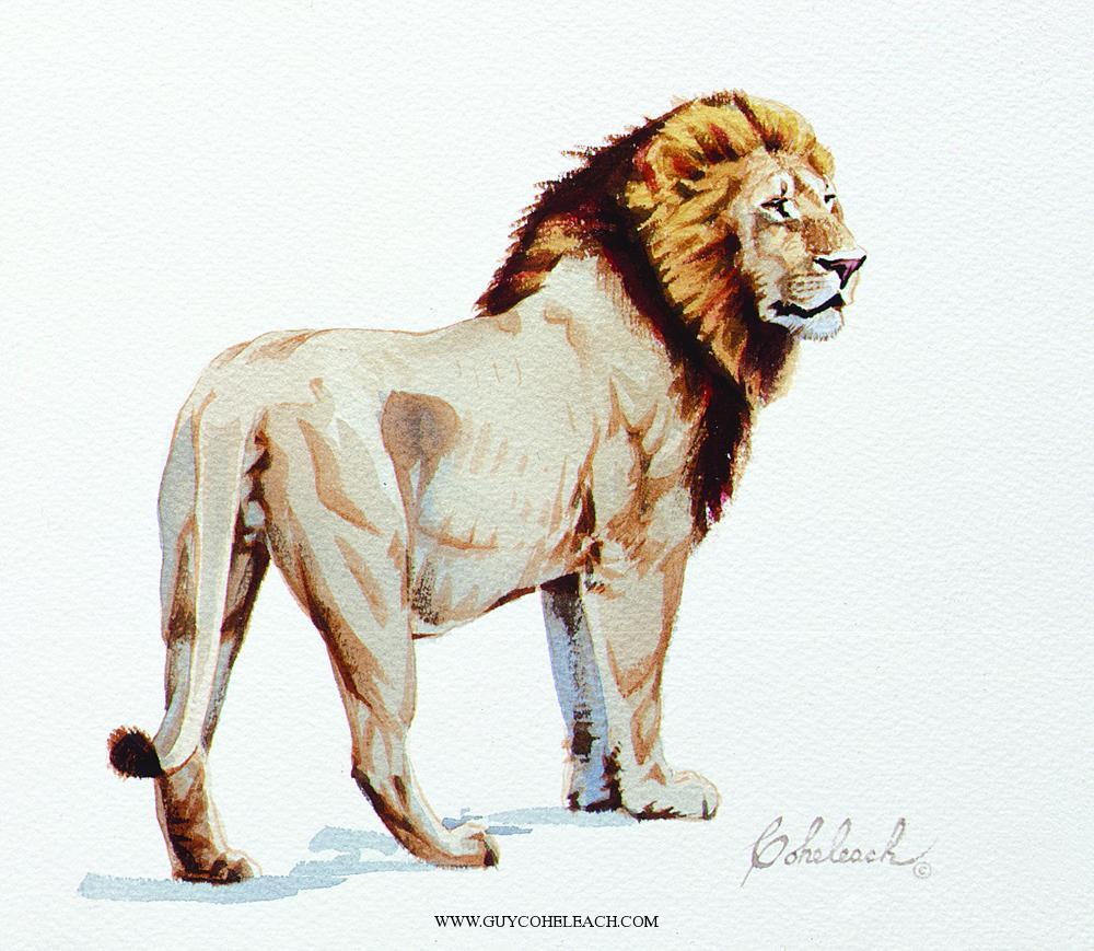 1000x869 Lions Heart - Lion Colour Drawing
