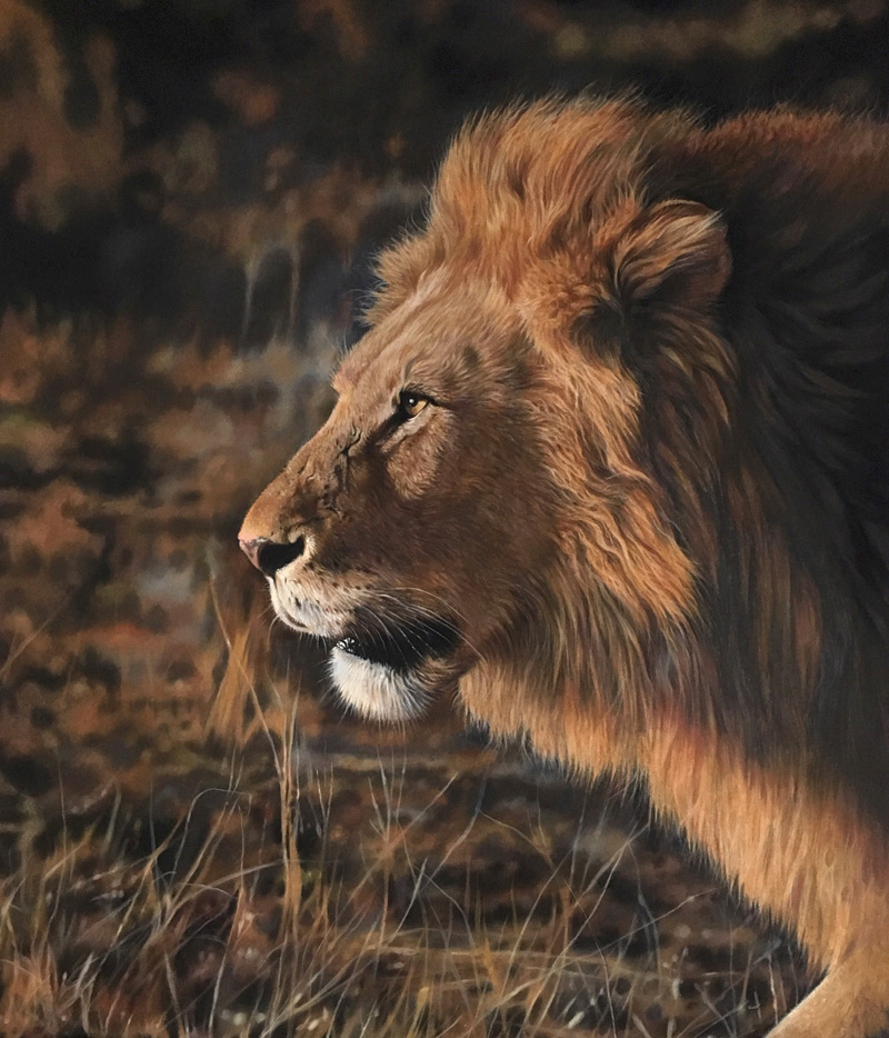 800x934 Wildlife Art - Lion Colour Drawing
