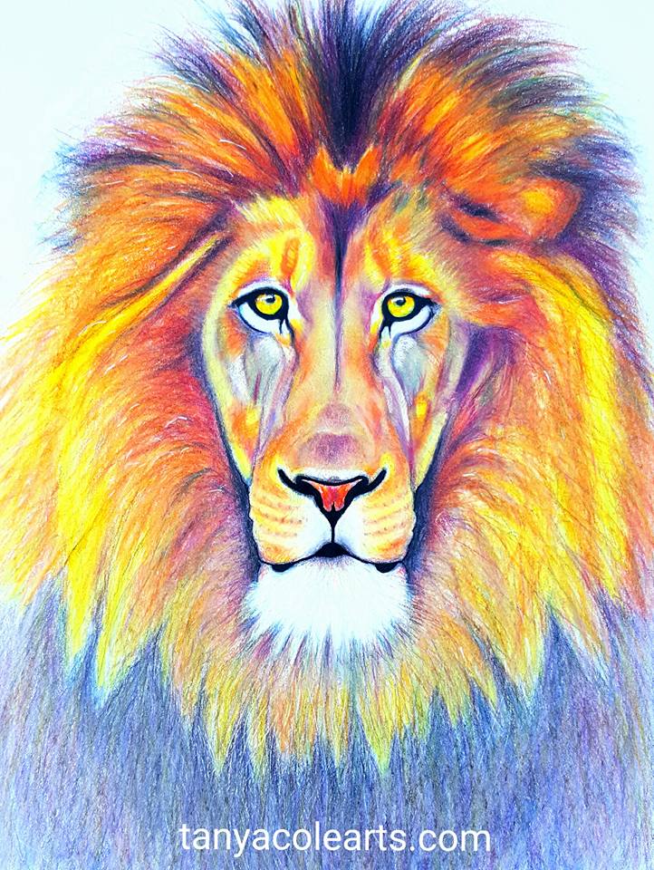 Lion Colour Drawing at Explore collection of Lion